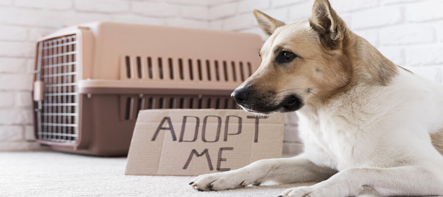 The Truth About Puppy Mills and How to Stop Them: A Comprehensive Guide